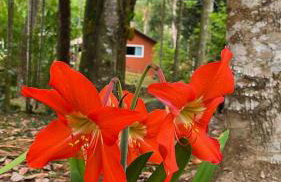 Sítio Donana Sana - Photo 6