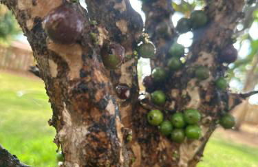 Lindo Sítio Estilo Moderno - Foto 70