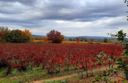 Ô chalets de Provence - Foto 11