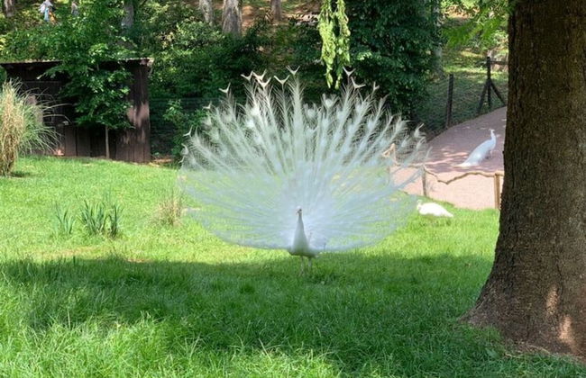 Apartment at the Edge of the Forest - Foto 20