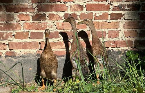 Ferienwohnung “Mount Meißner” - Foto 11