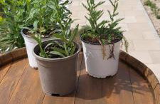 Apartment Anamaria - Foto 48