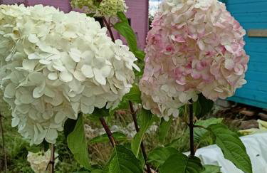 Świerkowe Siedlisko pokoje gościnne - Foto 24