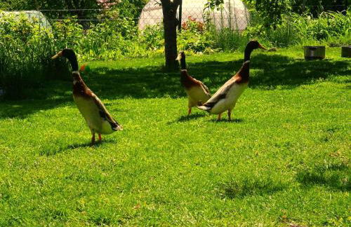 Apartment in Kreischa 3123 - Foto 20