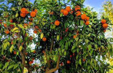 Turó de Tjelle - Foto 20