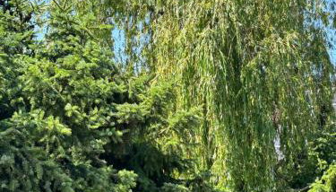 Harmonie im Grünen-Erdgeschoss-Ferienwohnung mit eigenem Eingang und direktem Gartenzugang - Foto 3, Garden