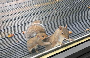 Woodland View Retreat - Luxury Stay, Endless Fun - Foto 6