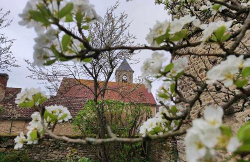 La glycine - Foto 32