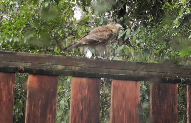 Cabaña Radal en Coñaripe Cerca del Lago Calafquén - Foto 21