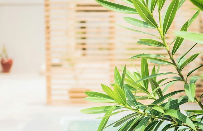 Villa - Right on the Beach, Under the Coconut Trees, Sleeps 10, Pool, Chef - Foto 20