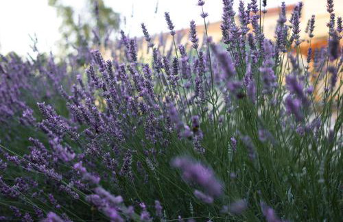 House Toni 1102 - Foto 43