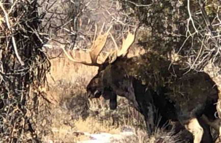 Wapiti Valley Magic, East Yellowstone - Foto 15