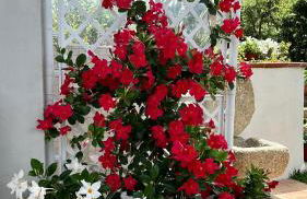 Alto Giardino - Foto 27