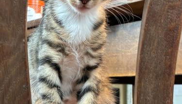 Öko-Fachwerkhaus am Schwarzwald - Foto 3