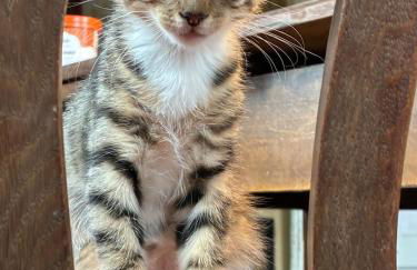 Öko-Fachwerkhaus am Schwarzwald - Foto 6