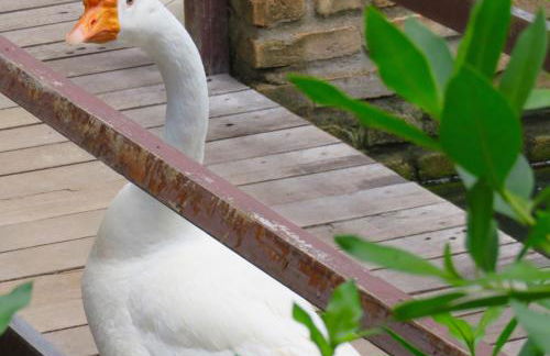 Chacara do Alemao - Foto 63