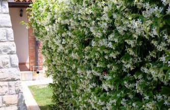 Luxury VILLA LE ROSE - Photo 44