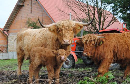 Jaworowa Zagroda - Foto 12