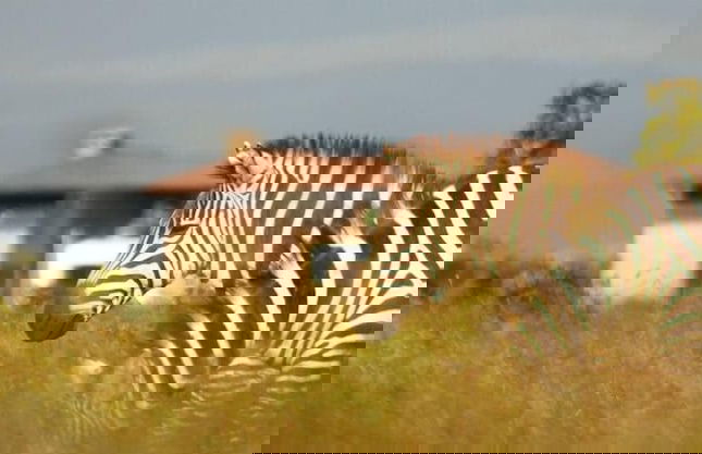 Ol Pejeta Holiday Villas - Foto 16