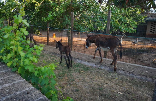 Masseria Provenzani - Foto 34