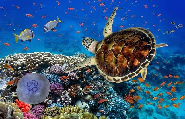 Tour en quad + Paseo en camello + Snorkel en el Mar Rojo - Foto 3