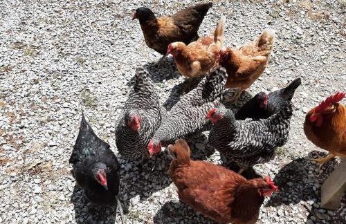 Kettlestone - Foto 50