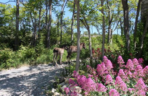 Le Mas de Fournery - Photo 40