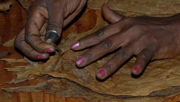 Learn all about how cigars come to life