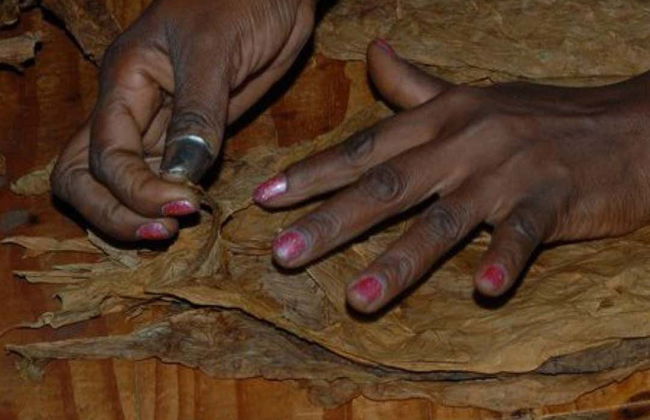 Tobacco Tour - Photo 3