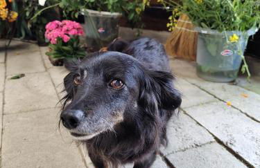 Cabanas - Sítio Refúgio do Barro Branco - Foto 38