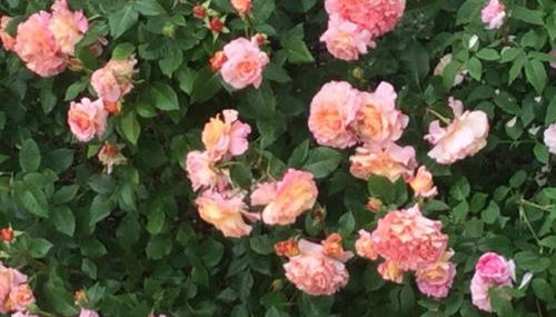 Fewo Amber - Foto 5, Garden