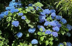 L'Orangerie du Château Loyd Pays de Caux - Foto 23