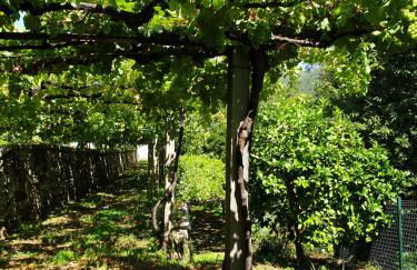 Quinta da Vinha Velha - Foto 18