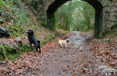 The Conifers 3 Room Small but Stylish Self Catering Bedsit Flat in Nature Reserve Free Eden taxi b4 9pm no lounge - Photo 28