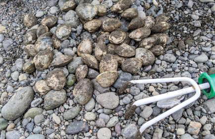 Hoodsport Memory - Beach View, Oysters & Near Olympic Forest - Foto 17