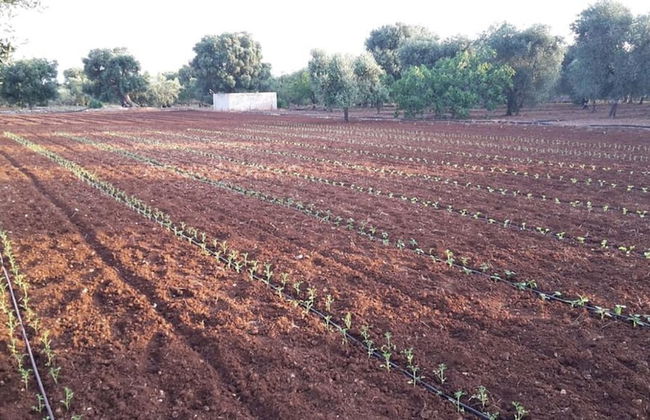 Masseria San Martino - Foto 46