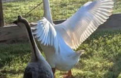 Gerrie's Place at Figment Ranch Foundation Animal Sanctuary near Round Top Texas - Foto 18