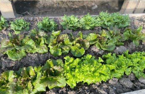 Laserrafelice - Photo 33