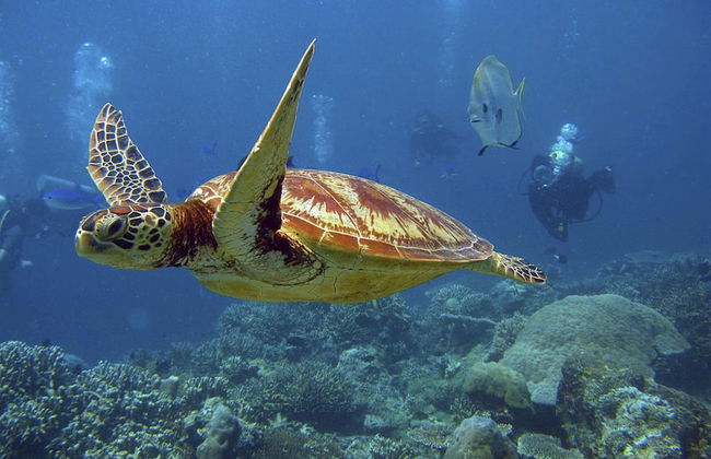 VallonEnd Beach Front Villa - Foto 39