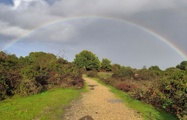 Forest Palms - Foto 31
