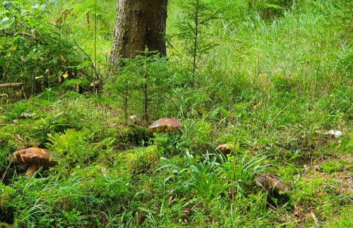 Ferienhaus Bringfriede - Foto 27