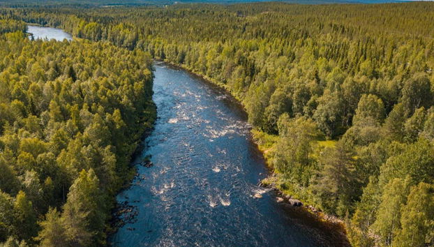 Forêts de Vikaköngäs