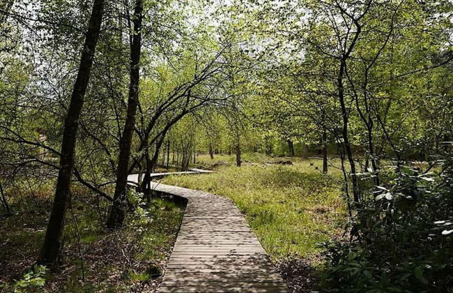 Forest-edge Villa With Sauna - Foto 32