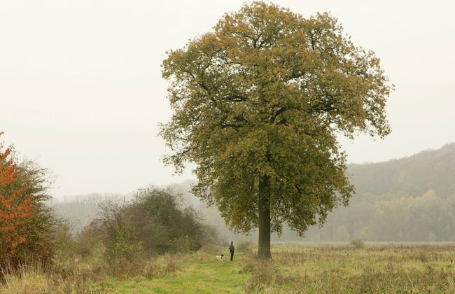 Holiday Home in Valkenburg Near Forest - Foto 33