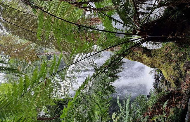 Excursion au Parc National de Mont-Field - Photo 2