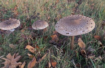 Zielony domek Drzewoszewo - Foto 31