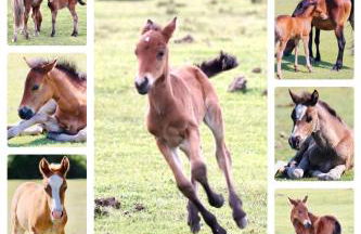 Little Woodside a beautiful New Forest self contained private luxury annexe - Foto 17