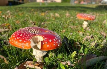 Nouveau, gîte RDVosges 5 chambres, jardin, calme, proche GERARDMER - Foto 48