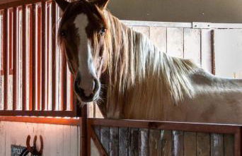 Appartamento Elisa, immerso nella natura e vicino a Firenze - Foto 37