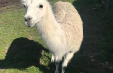 Bogma Cottages - Foto 16